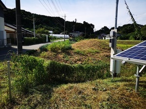 刈り残し.jpg