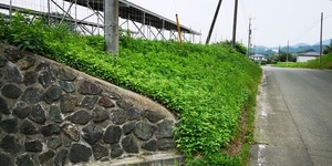 法面草刈り前.jpg