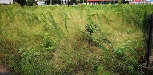草刈り前1.jpg