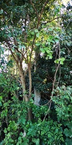 電柱確認.jpg