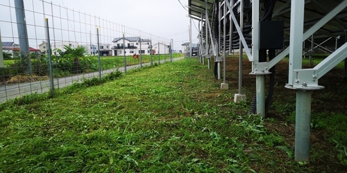 刈ってやった.jpg