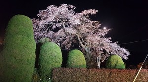 夜桜.jpg