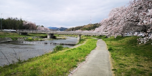 桜が綺麗.jpg