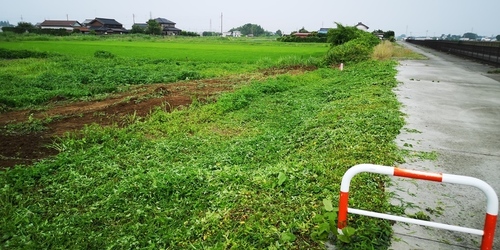 用水路敷地草刈り.jpg
