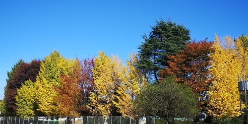 紅葉ですね.jpg