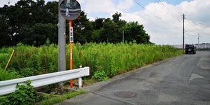 草ボーボー.jpg