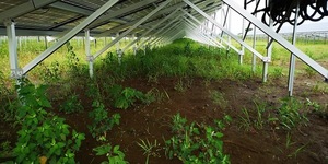 草刈り前.jpg