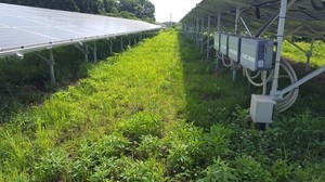 草刈り前1.jpg