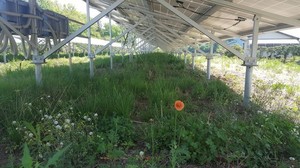 除草剤撒き.jpg